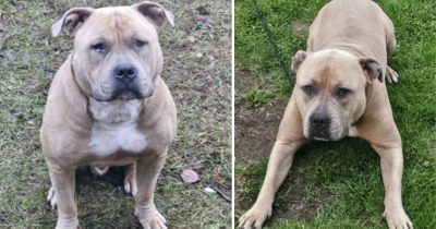 Hunden Biffen är försvunnen sedan 1 januari.