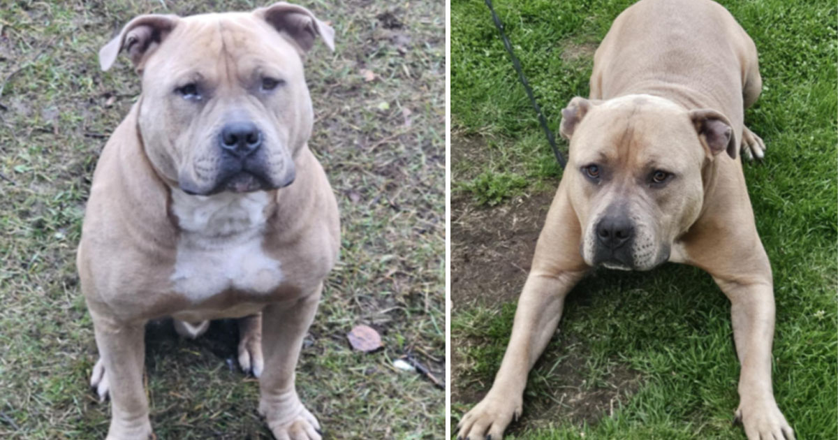 Hunden Biffen är försvunnen sedan 1 januari.