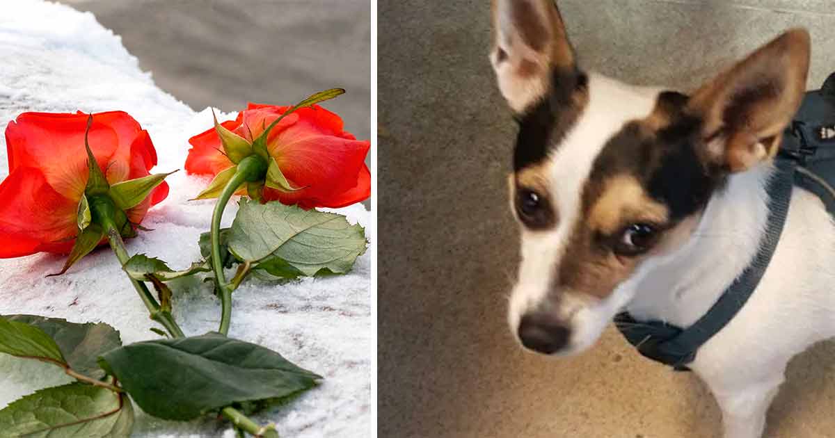 Hunden Astrid bets ihjäl.