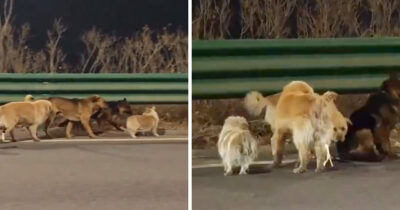 7 hundar försvann från sitt hem i Kina