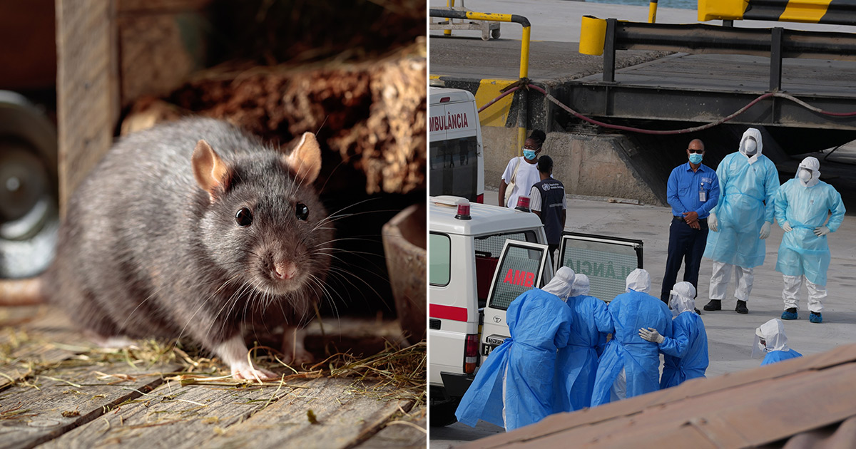 Andesvirus sprids från kryssningsfartyg – tre döda — image 1