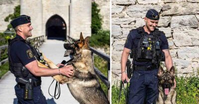 Polishunden Aki