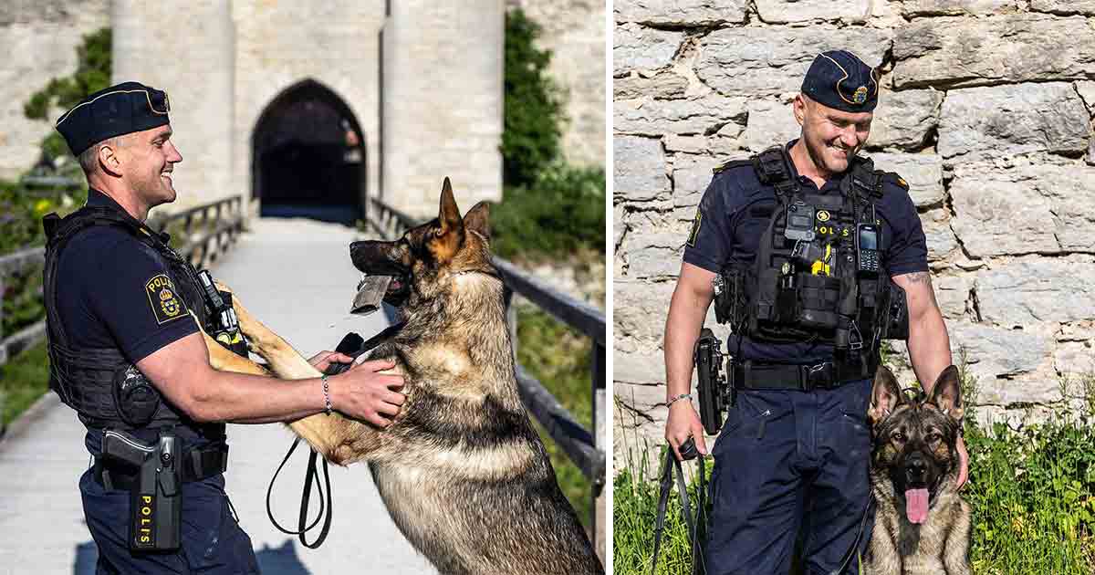 Polishunden Aki