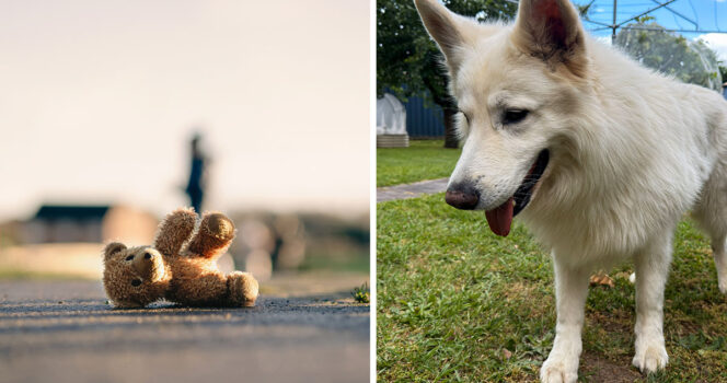 Hund hittade 3-åring