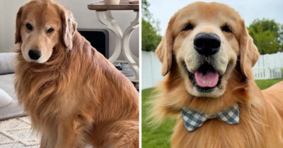 Hunden Tucker