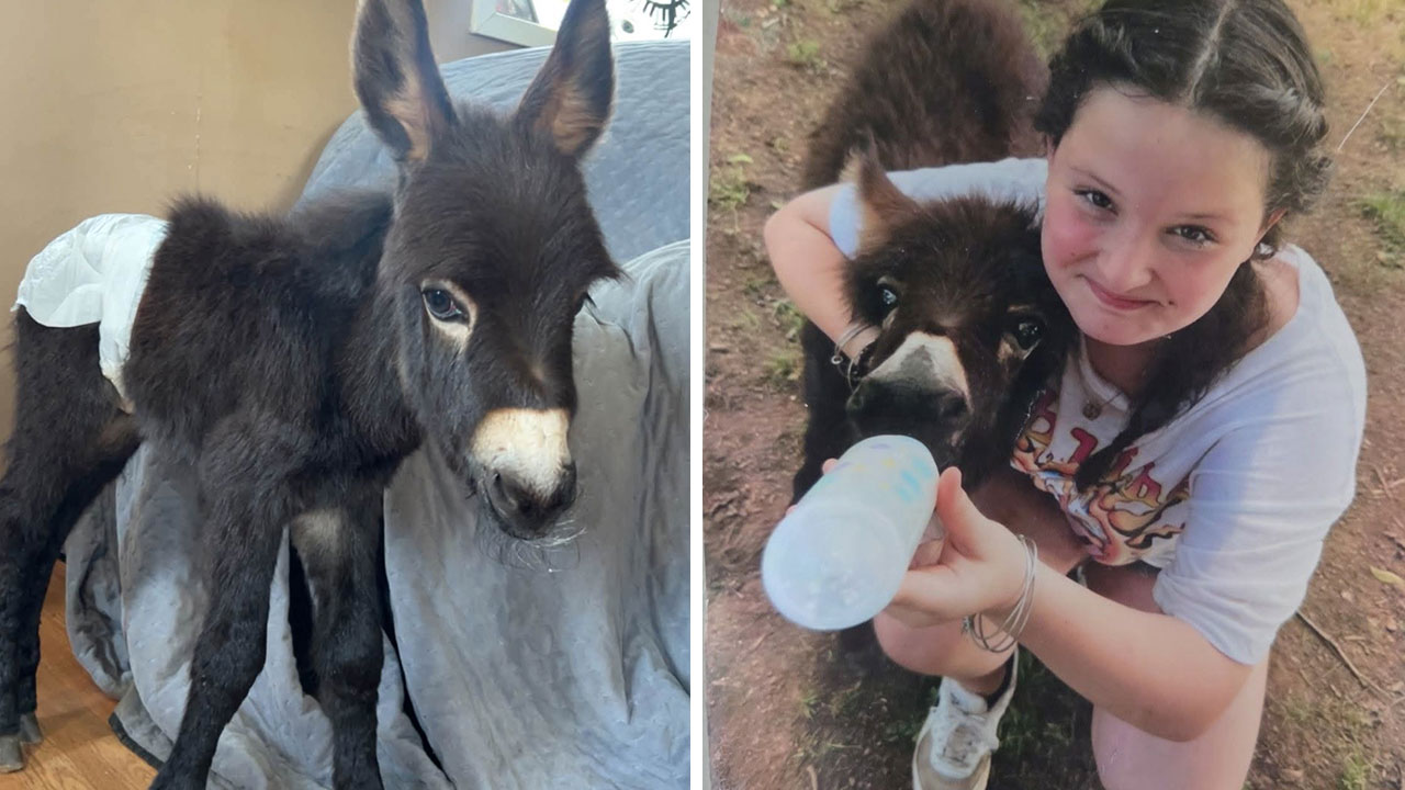 Åsnan Heehaw och ägaren Hannah Israel
