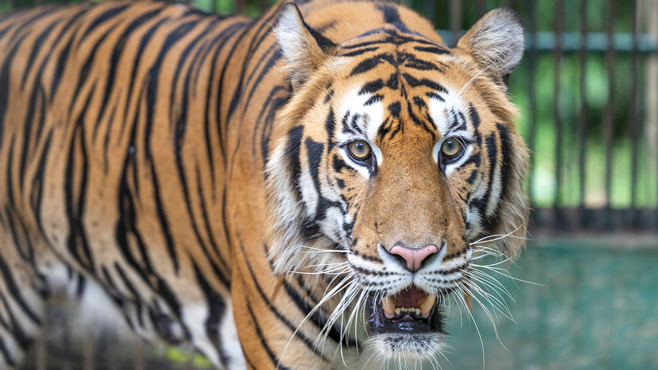 Tiger