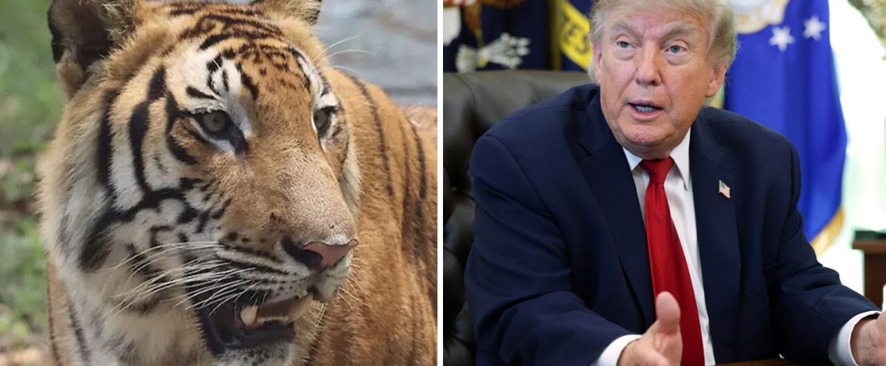Donald Trump, Tiger