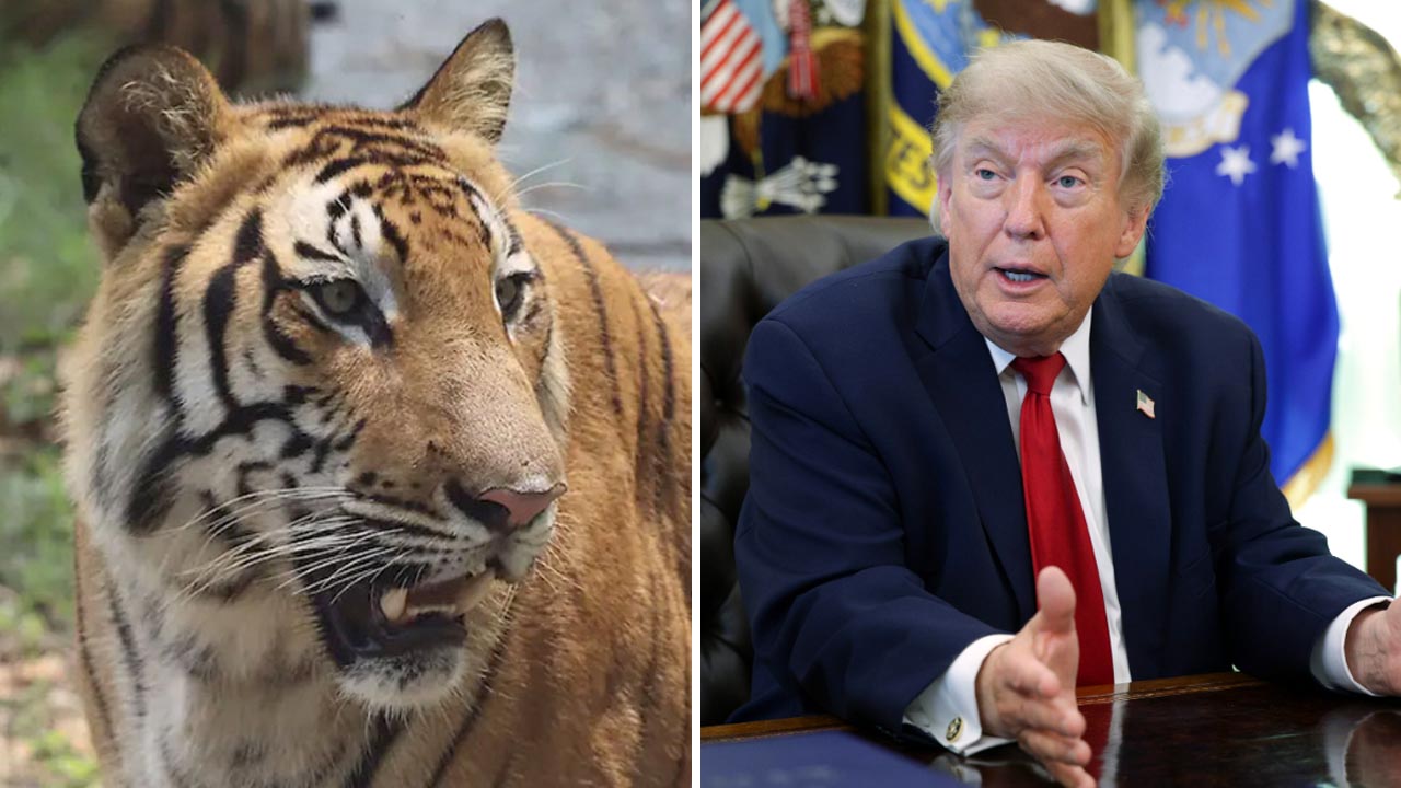 Donald Trump, Tiger