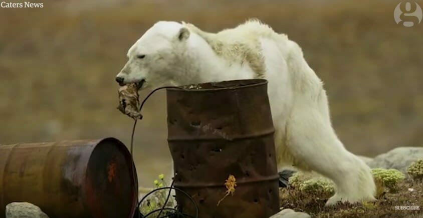 Na zdjęciu znajduje się niedźwiedź polarny, szukający jedzenia w śmietniku