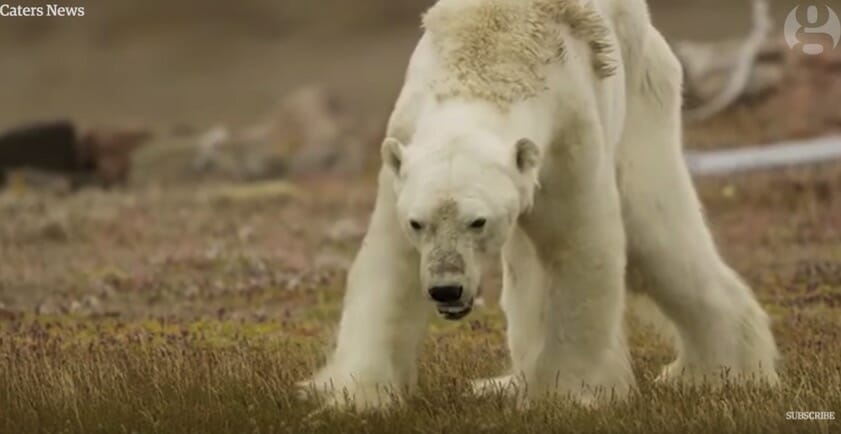 Na zdjęciu znajduje się niedźwiedź polarny, który słania się na nogach