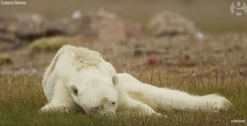 Na zdjęciu znajduje się niedźwiedź polarny, który leży na ziemi z wycieńczenia