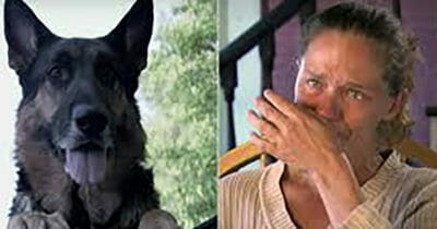 Bezdomny pies "Hero" wyciągnął ranną kobietę z rozbitego samochodu ratując jej życie