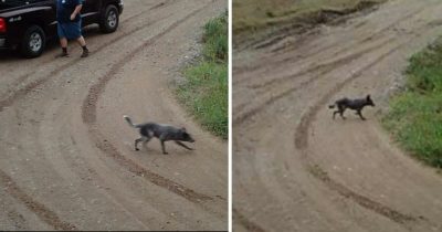 Kamera uchwyciła jak bezduszny człowiek pozbywa się psa - zdjęcia wywołały furię