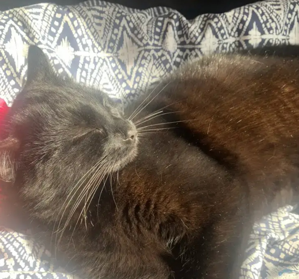 śpiący kot