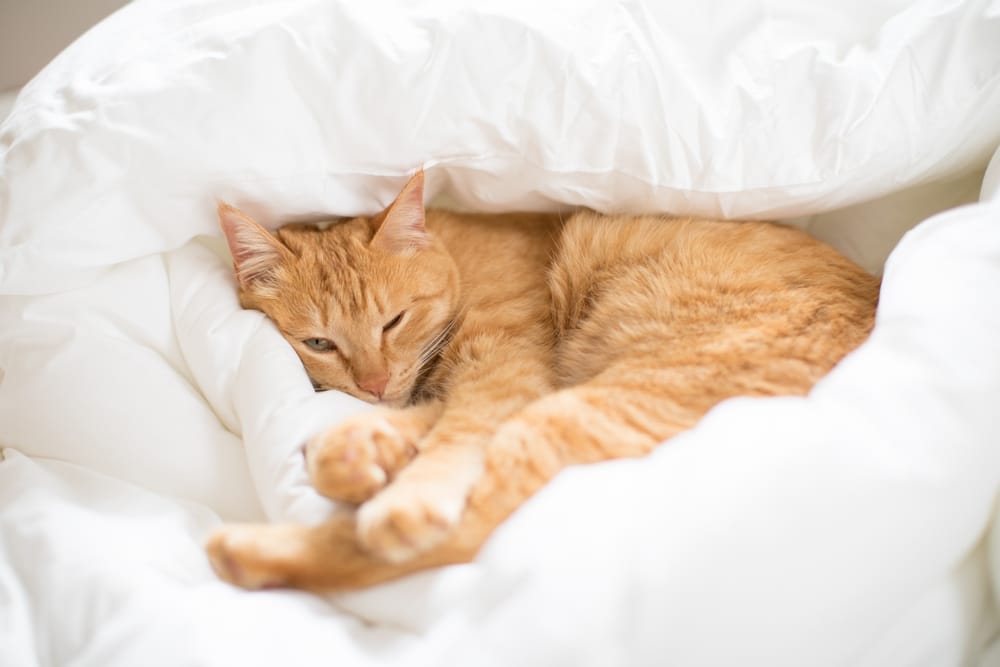 kot leży na kołdrze