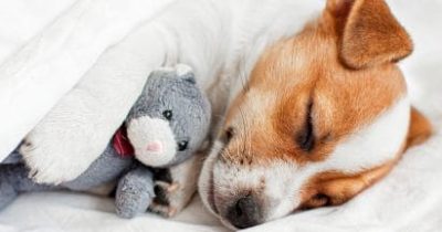 pies śpi z maskotką