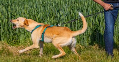 szczekający pies trzymany przez człowieka na smyczy