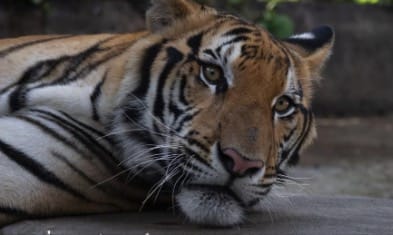 URATOWANY TYGRYS Maruay,