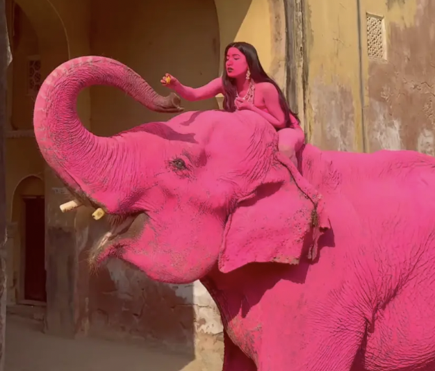 słoń i kobieta pomalowani na różowo