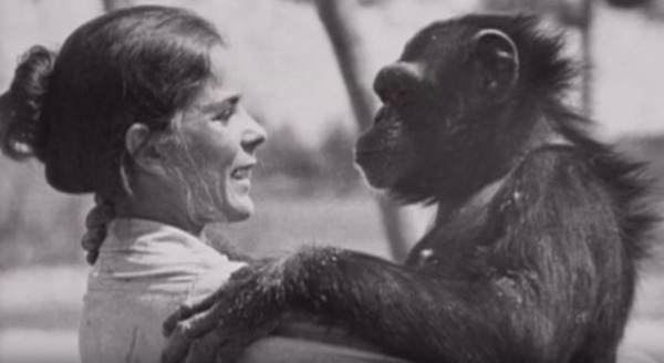czarno białe zdjęcie Lindy Koeb z szympansem