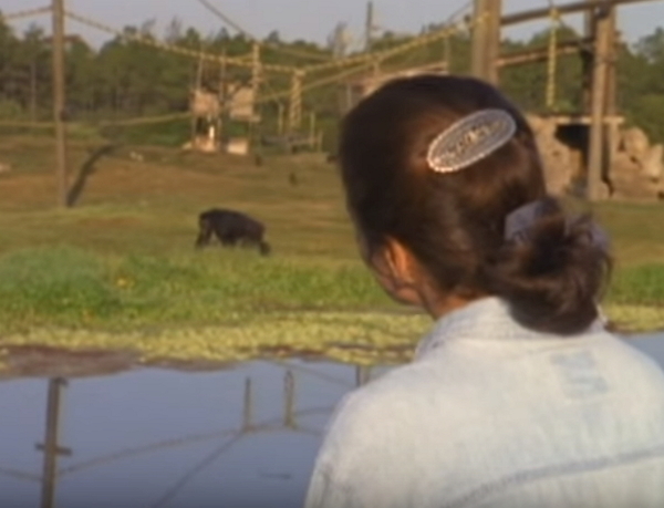 Linda Koeb na spotkaniu po latach z szympansami