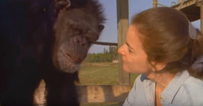 Linda Koeb na spotkaniu z szympansami