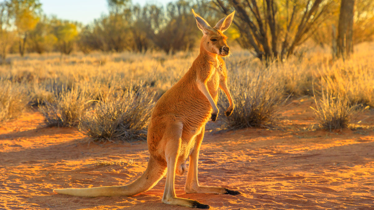 Kenguru Tappoi Miehen Australiassa Esti Ensihoitajia Edes P sem st Kenguru Tappoi Miehen Australiassa Esti Ensihoitajia Edes P sem st