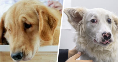 Monet omistajat eivät eläinlääkärin mukaan halua olla paikalla, kun lemmikki lopetetaan.