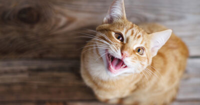 Kissa.