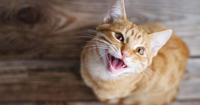 Kissa.