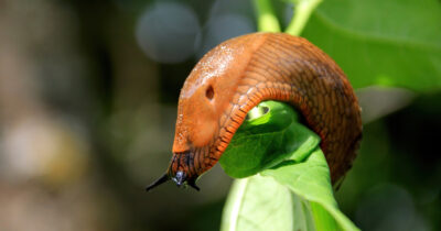 Espanjansiruetana. Shutterstock