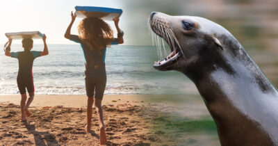 Surffaavat lapset ja merileijona. Shutterstock