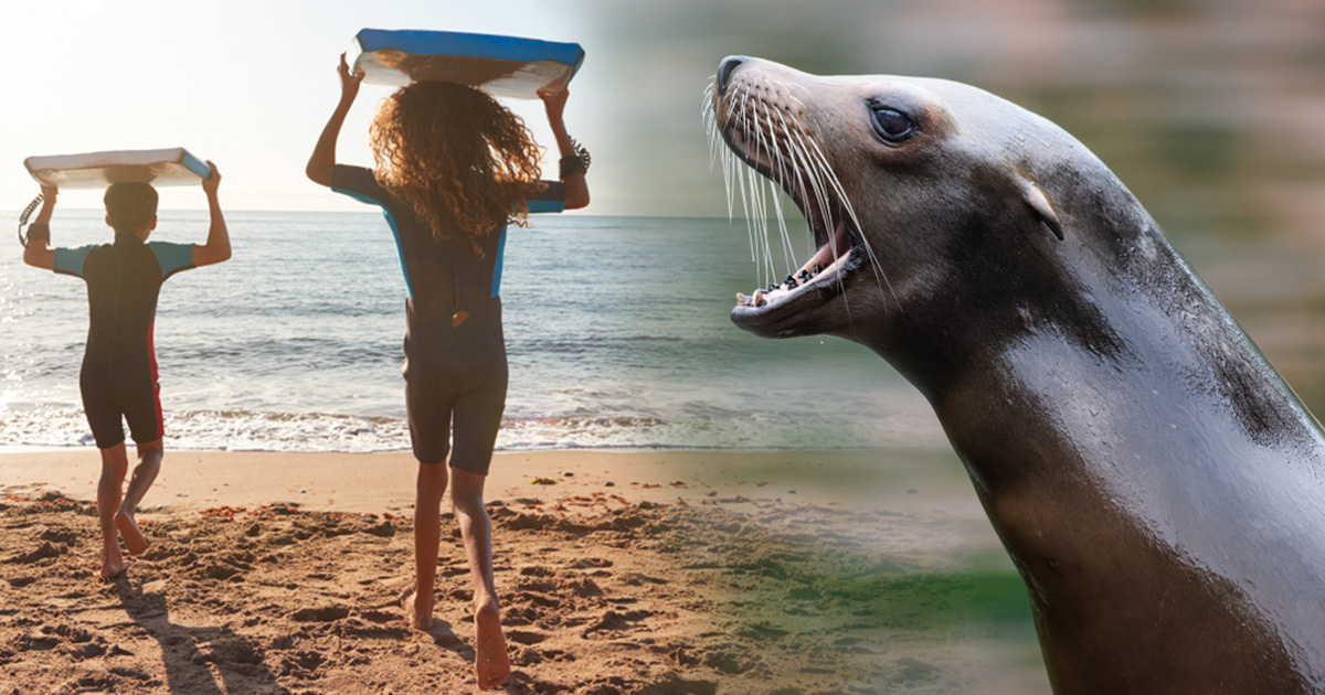 Surffaavat lapset ja merileijona. Shutterstock