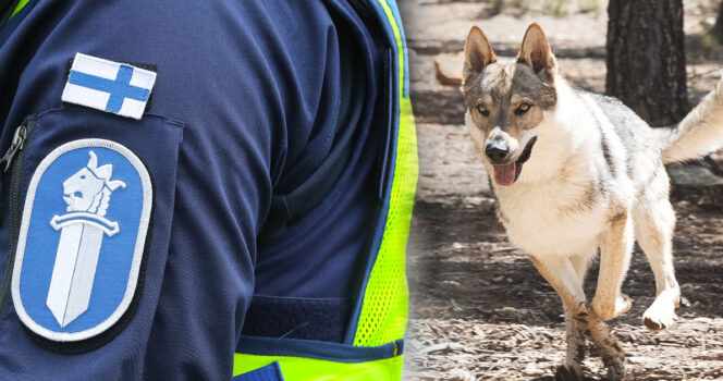 Poliisilta uutta tietoa Karkkilassa kotielämiä tappaneista koirista.