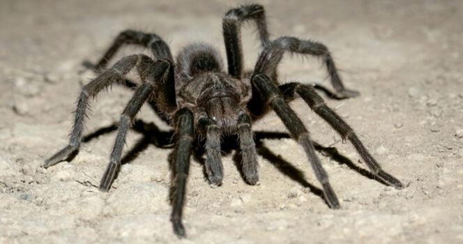 Tarantula. Kuva: Shutterstock