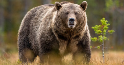 Karhu hyökkäsi metsästäjän kimppuun Posiolla maanantaina.