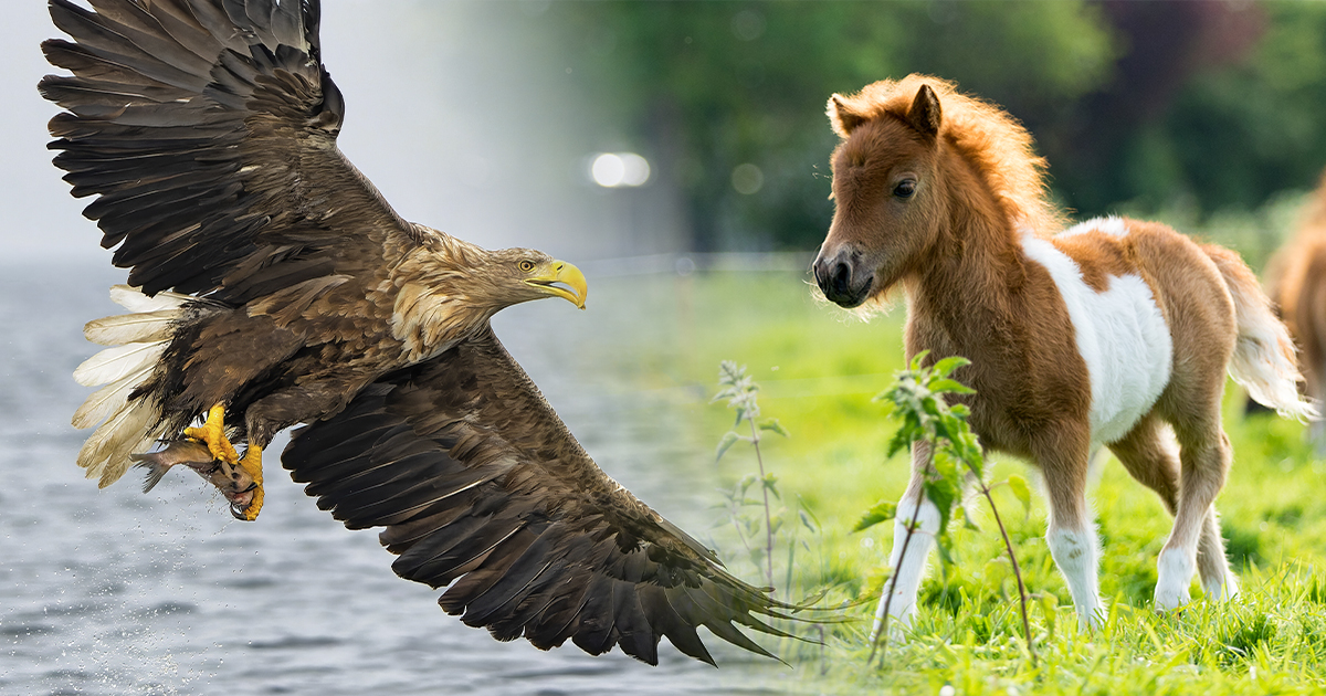 Merikotka ja shetlanninponi. Shutterstock