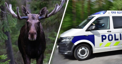 Hirvi metsässä ja poliisiauto. Kuvat Shutterstock