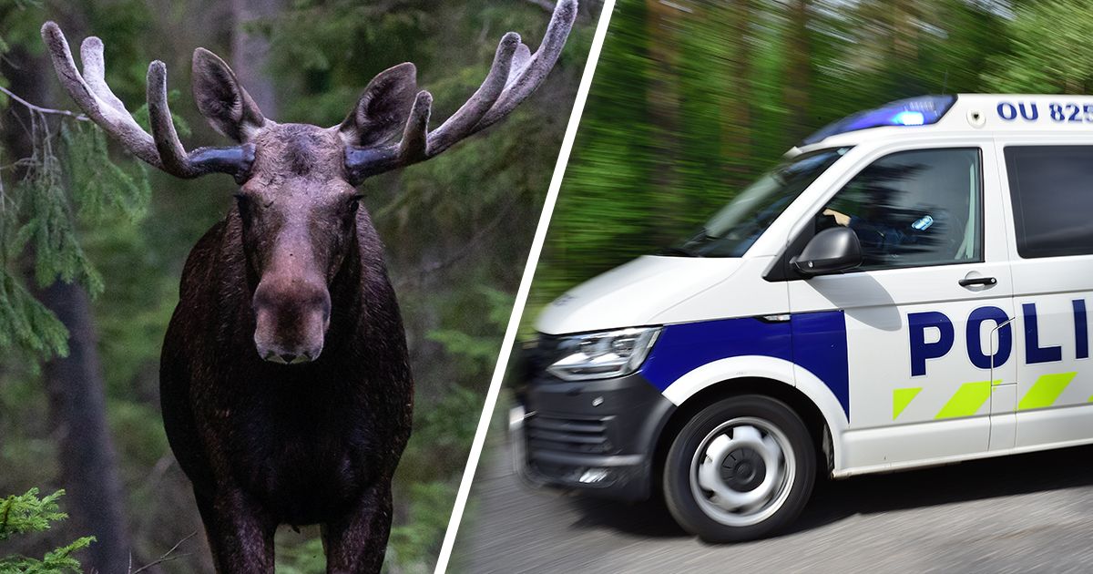 Hirvi metsässä ja poliisiauto. Kuvat Shutterstock
