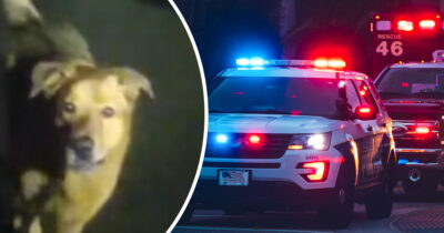Sankarikoira Eeyore johdatti poliisit lenkillä kaatuneen ja loukkaantuneen 86-vuotiaan isoäitinsä luo.