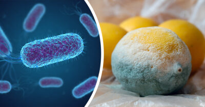 E-coli ja homeinen sitruuna. Shutterstock