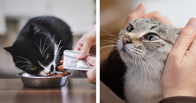 Kissat. Kuvat Shutterstock