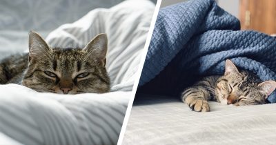 Kissat voivat haluta nukkua omistajansa sängyssä johtuen monista eri syistä.