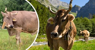 Veronkia-lehmä (kuva: Antonio J. Osuna-Mascaró,Alice M.I. Auersperg, Elsevier. Kuvituskuva (Shutterstock)