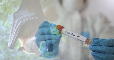 Nipah-viruksen itämisaika on noin neljästä päivästä kahteen viikkoa.