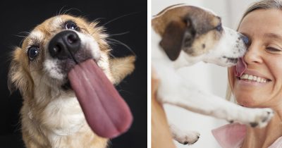 Miksi koira nuolee ihmisen kasvoja? Tässä on tieteellinen perustelu.