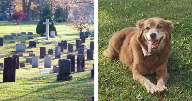 Hautausmaa, Bob-koira. Kuvat AOP ja Parte hyväntekeväisyysjärjestö