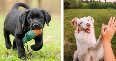 Kaksi koiraa, kuvituskuvia