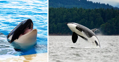 Miekkavalas. Kuva: Shutterstock